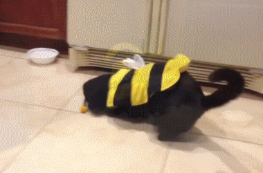 Funny Cat Wearing Bee Costume GIF