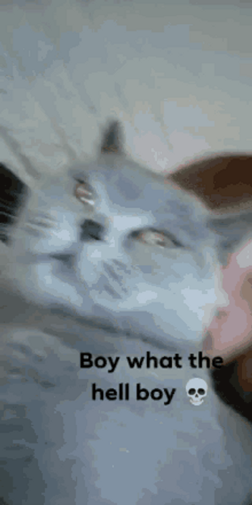 Funny Cat What The Hell Boy GIF
