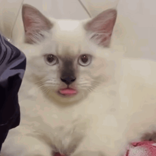 Funny Cat Winking Sticking Tongue Out GIF