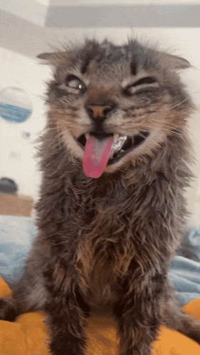 Funny Cat With Tongue Out GIF