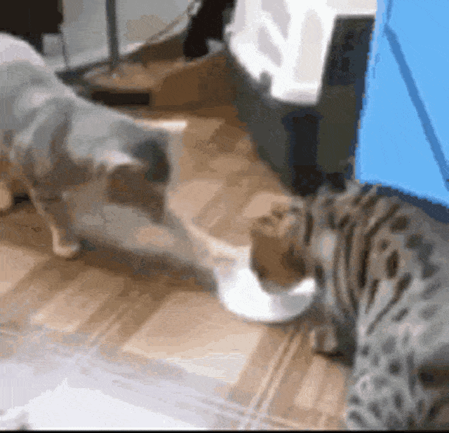 Funny Cats Vying For Its Milk GIF