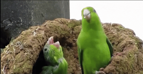 Funny Celebration Dancing Parrots GIF