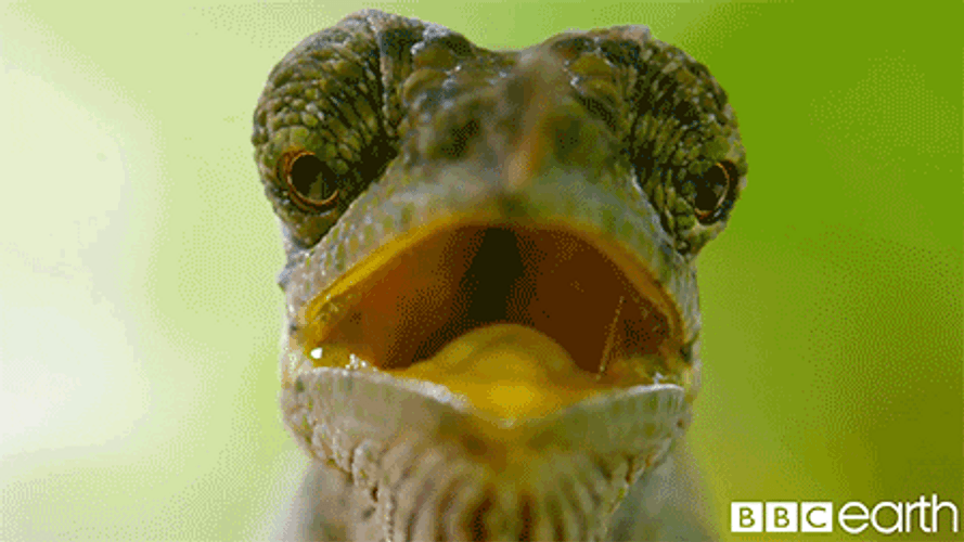 Funny Chameleon In Nature GIF