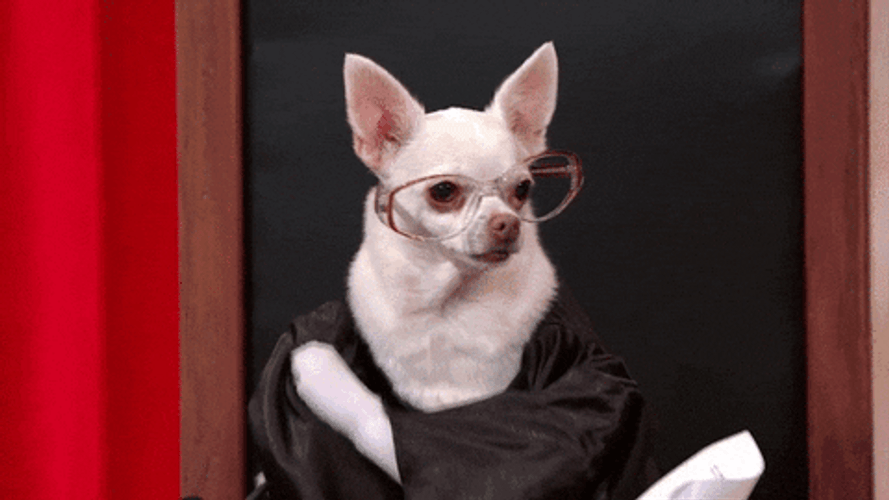 Funny Chihuahua Judge GIF