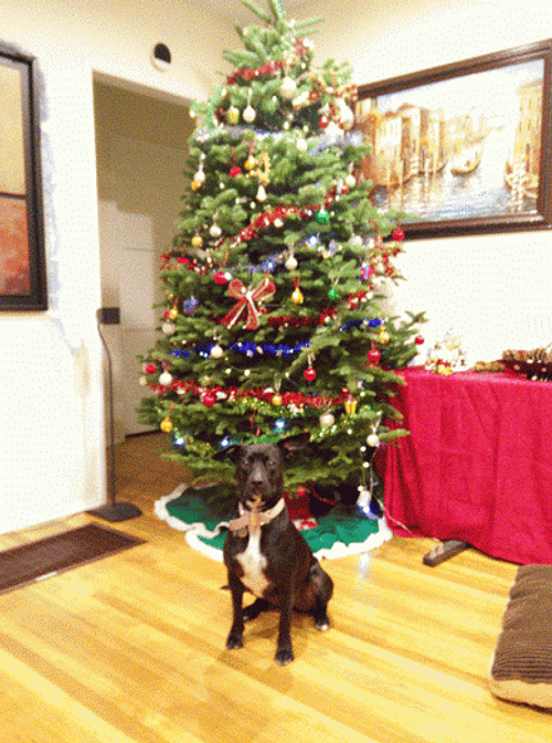 Funny Christmas Dog Christmas Tree GIF