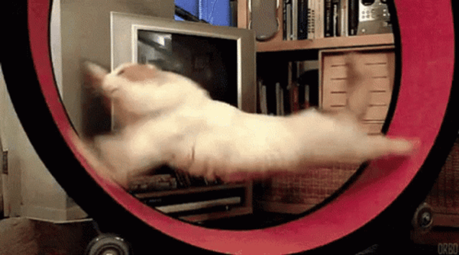 Funny Chubby Cat Treadmill Exercise GIF
