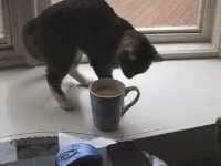 Funny Coffee Cat Scratch GIF