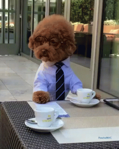 Funny Poodle Dog Coffee GIF