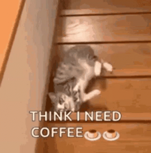 Funny Cat Think I Need Coffee On Stairs GIF