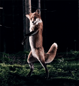 Funny Confident Fox Dancing GIF