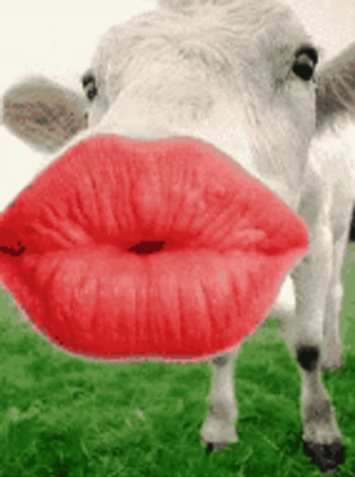 Funny Cow Big Kiss GIF