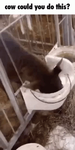 Funny Cow Milk Meme GIF