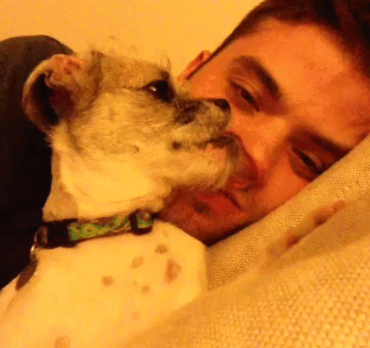 Funny Cute Dog Licks Nose GIF