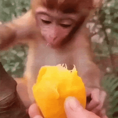 Funny Cute Monkey Eating Mango Hungry Bite GIF