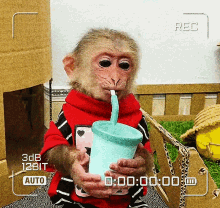 Funny Cute Monkey Sipping Drink GIF