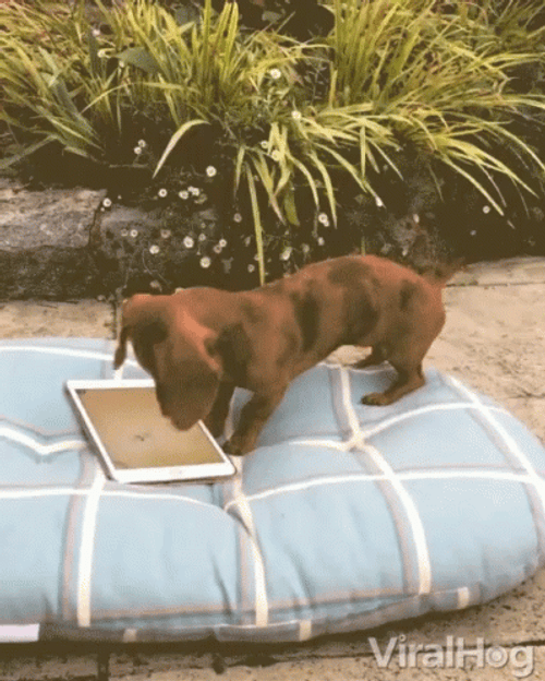 Funny Dachshund Thump Texting GIF