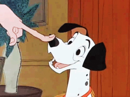 Funny Dalmatian Dog GIF