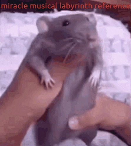 Funny Dance Rat Meme GIF