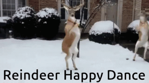 Funny Dancing Reindeer Happy Dance GIF