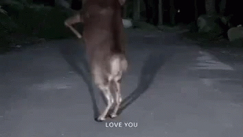 Funny Dancing Reindeer Love You GIF