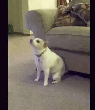 Funny Dancing Vibing Dog Meme GIF