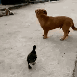 Funny Dog Attacked By Duck Meme GIF