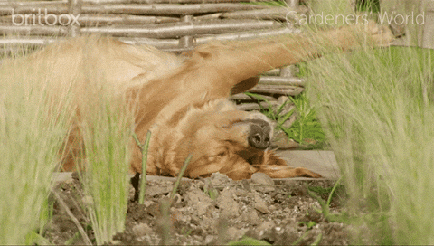 Funny Dog Awkward Sleeping Position Meme GIF