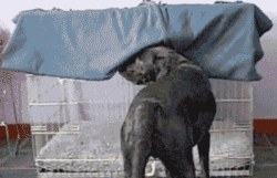 Funny Dog Bed Time Entrance GIF