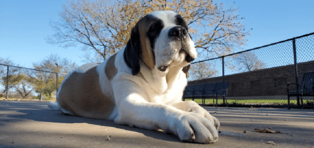 Funny Dog Blah Blah Blah GIF