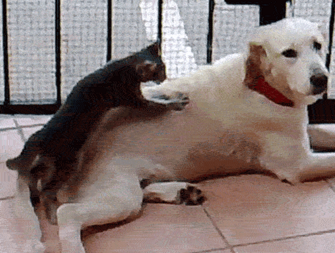 Funny Dog Cat Massage GIF 