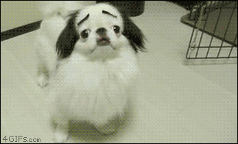 Funny Dog Comical Eyebrows GIF