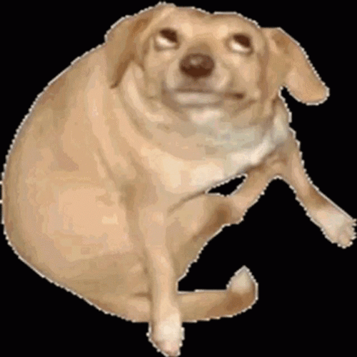 Funny Dog Dancing GIF
