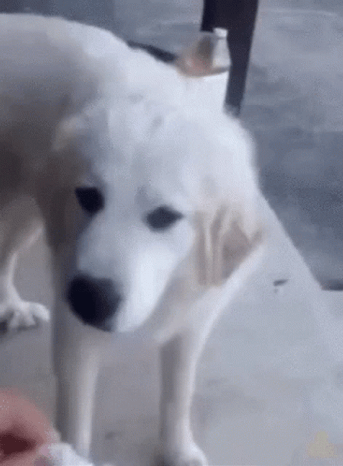 Funny Dog Disgusting Food GIF
