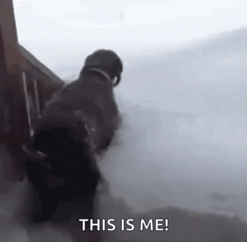 Funny Dog Diving In Blizzard GIF