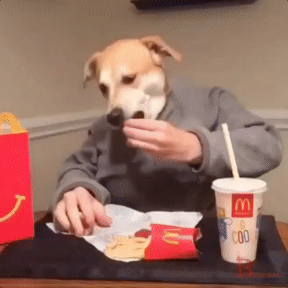 Funny Dog Eating Mcdonalds GIF