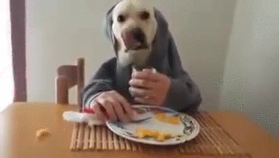 Funny Dog Enjoying Lunch Time GIF