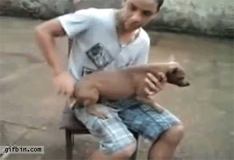 Funny Dog Epic Tail Spin GIF