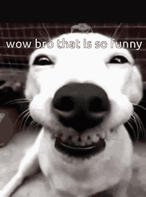 Funny Dog Face Close-up GIF 