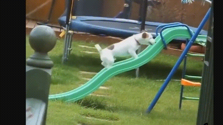 Funny Dog Fail Slide GIF