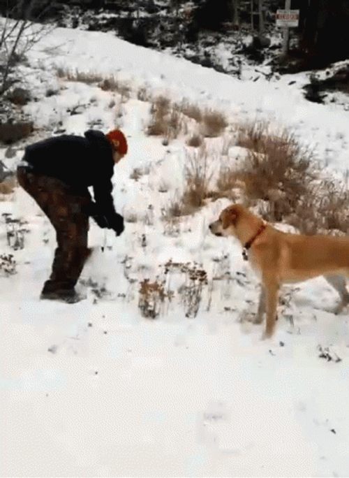 Funny Dog Fetching Snow GIF