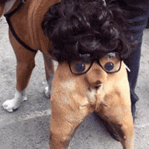 Funny Dog Halloween Butt GIF