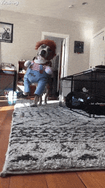 Funny Dog Halloween Chucky Doll GIF