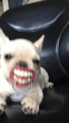 Funny Dog Halloween Dentures GIF