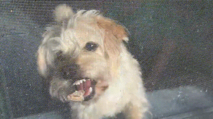 Funny Dog Hungry Bite GIF