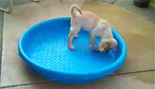 Funny Dog In A Pool Wednesday Morning GIF