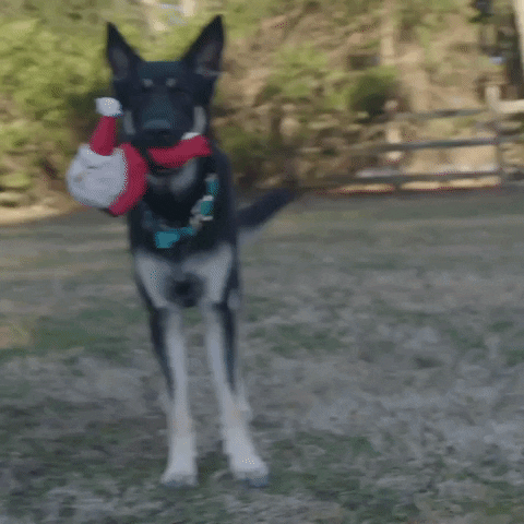 Funny Dog Kidnapping Xmas Santa Plush GIF