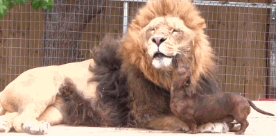 Funny Dog Licking Lion GIF