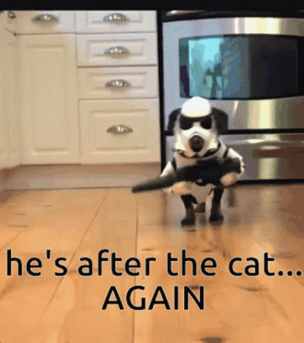 Funny Dog Meme Guard GIF