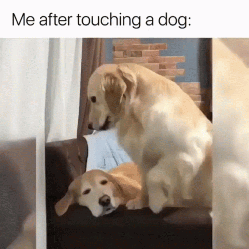 Funny Dog Meme Petting Happy GIF