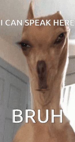 Funny Dog Meme Silent Mood GIF